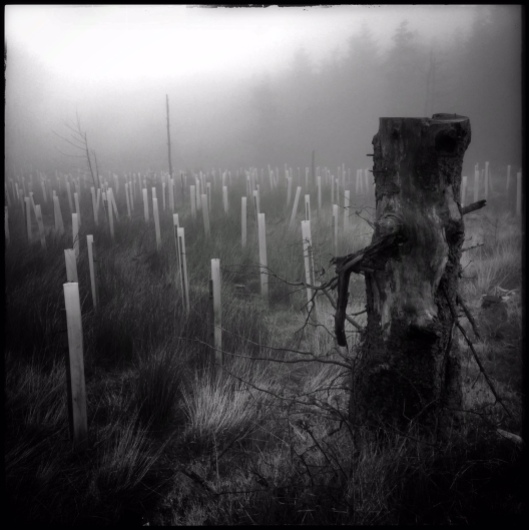 tree grave